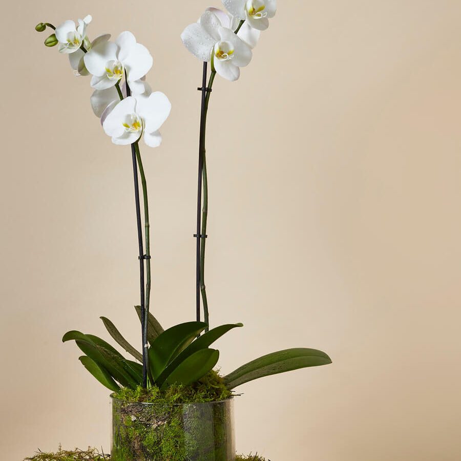 Double Phalaenopsis Orchid plant