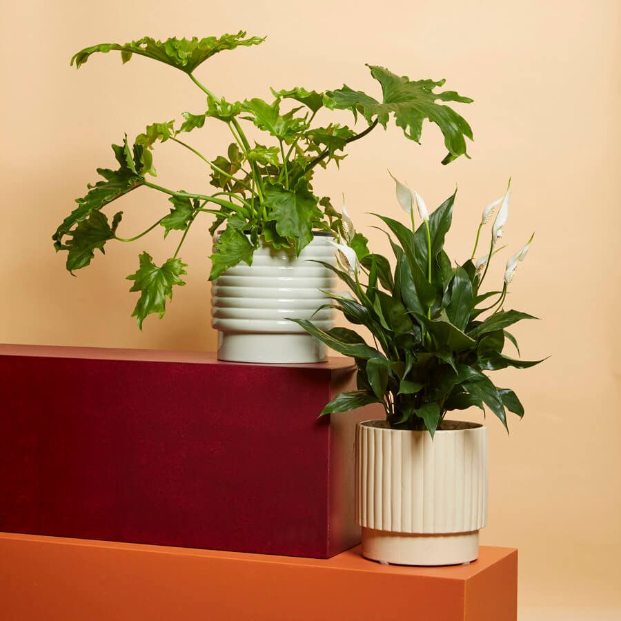 Large indoor plant and pot